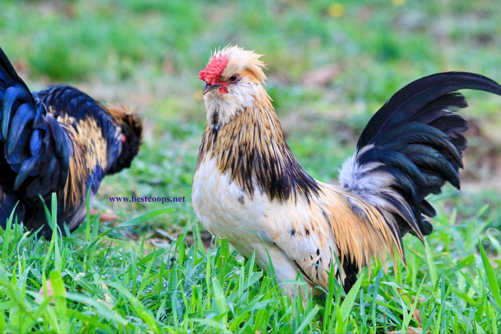 6+ Fertile Barbu De Watermael Chicken Hatching Eggs