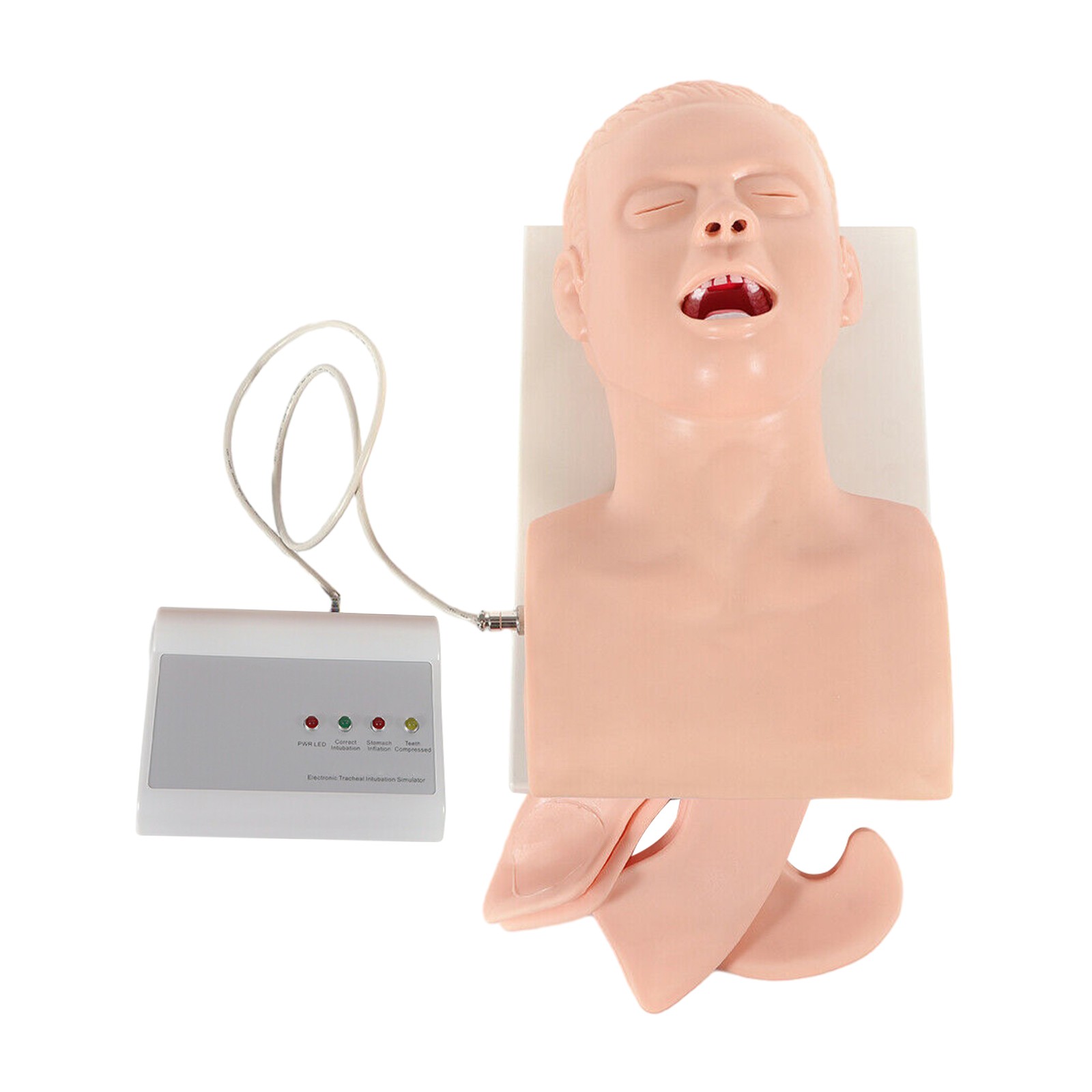 Airway Management Trainer Study Adult Oral Intubation Manikin Teaching Model NEW