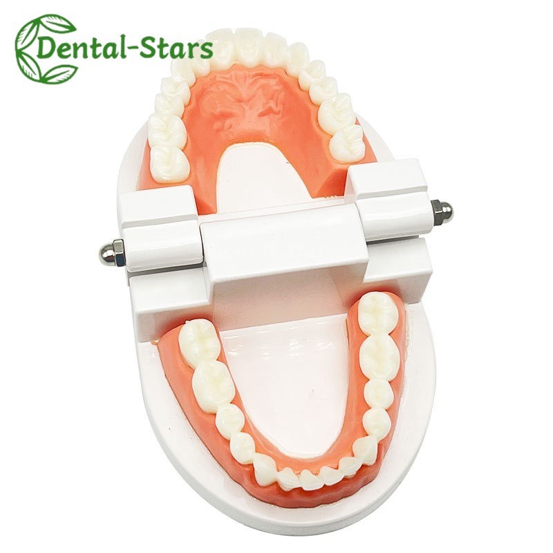 Dental False Teeth Model Kid Child Teach Study Demonstration Adult Standard Mode