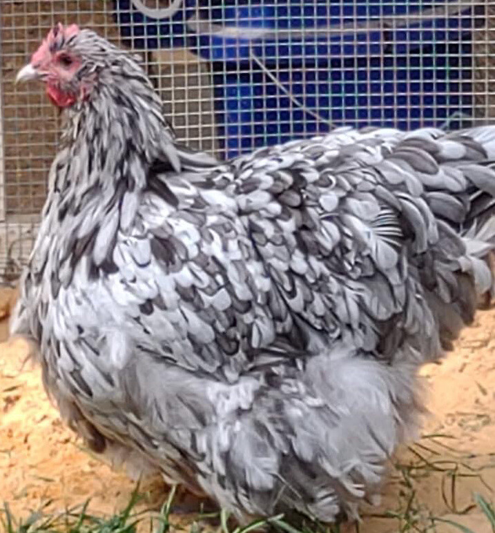 10+ Rare Breed Chicken Fertile Hatching Eggs Orpington, Cochin, Sweddish Flower