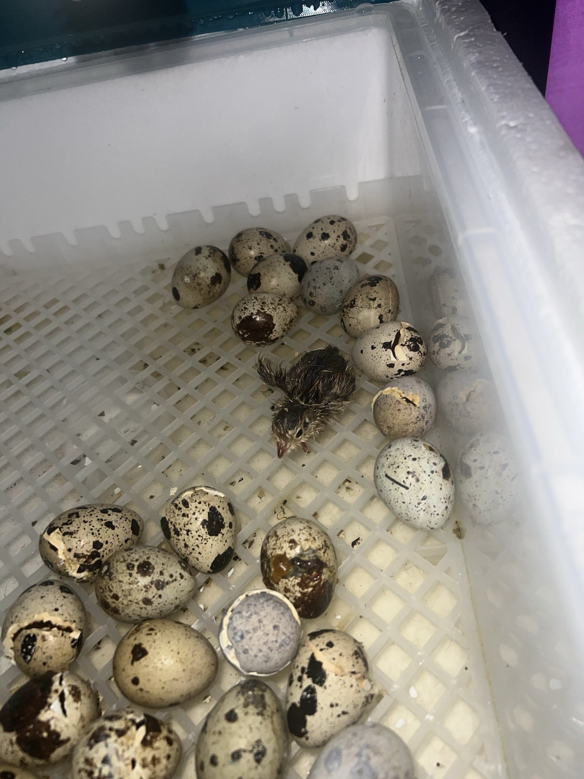 32+4 extra Jumbo Coturnix Quail Hatching Eggs( Brown, Tuxedo, Cinnamon, White )