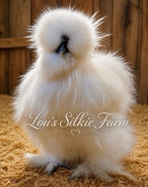 One Dozen (12) Recessive White • Regular Silkie Feather Only • UPS 2 Day