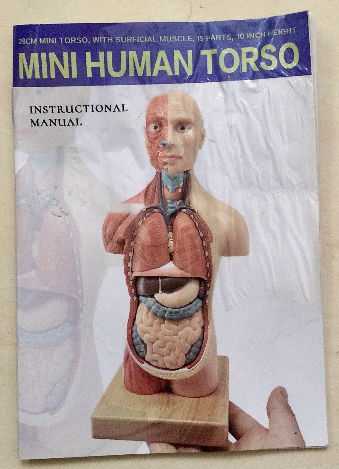 EVOTECH 2023 Newest Human Body Model for Kids, 15 Pcs Removable 11 inch Human…