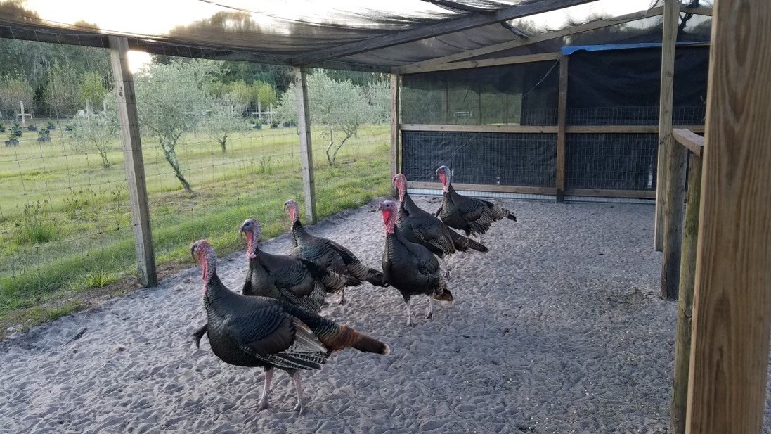 Osceola Hybrid Turkey Hatching Eggs (One Dozen)
