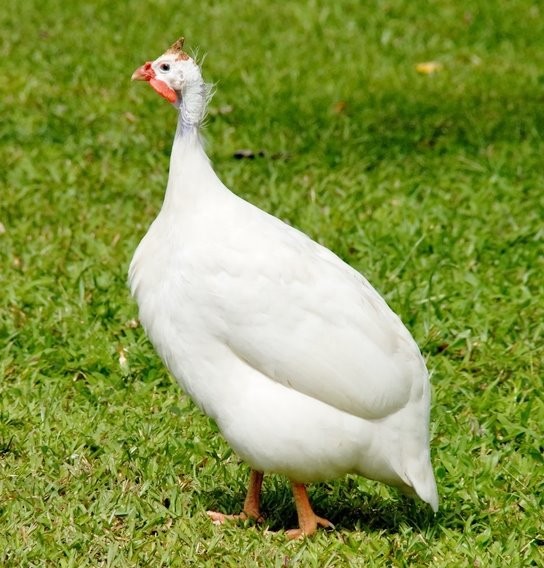 15 Mixed Color Guinea fowl hatching eggs