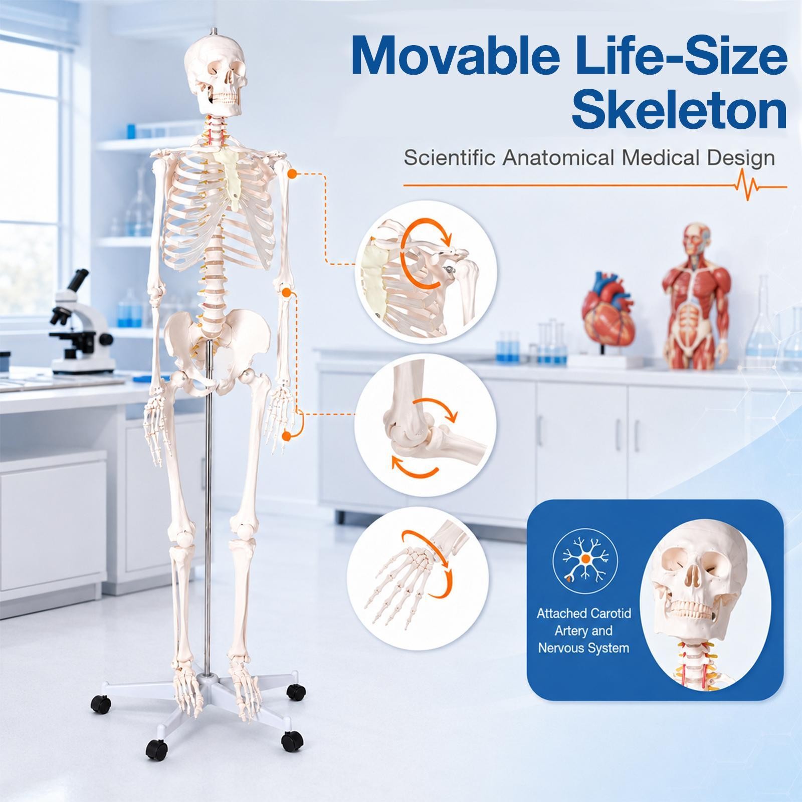 70″ Life-size Skeleton Model Human Anatomy Medical Students W/Rolling Stand