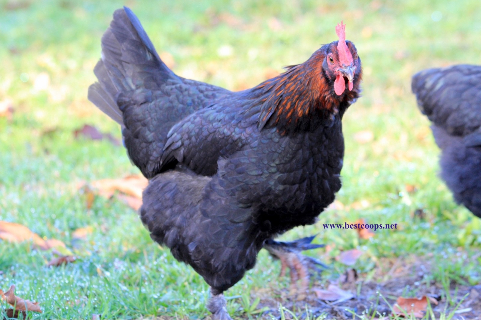 10+ Fertile Black Copper Marans Chicken Hatching Eggs