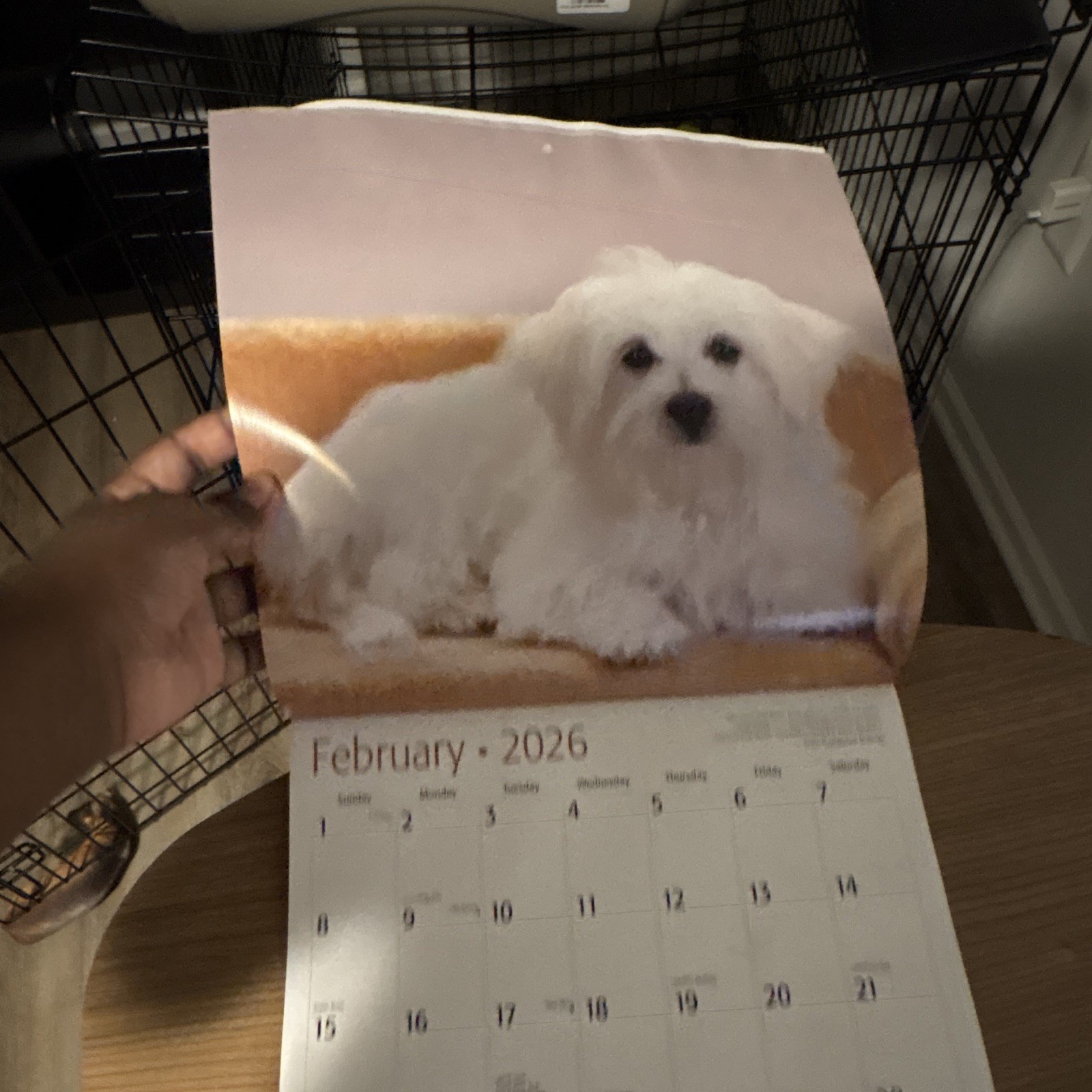 Red Ember Maltese Puppies Wall Calendar 2026 12-Month Calendar