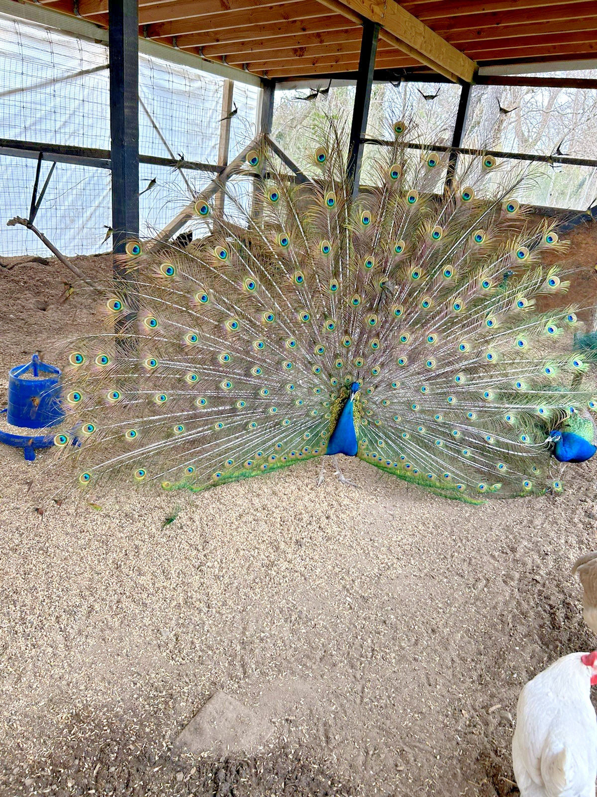 PRE SALE 4 Mixed PEACOCK Hatching Eggs, Ready to Ship IN 7-14 DAYS