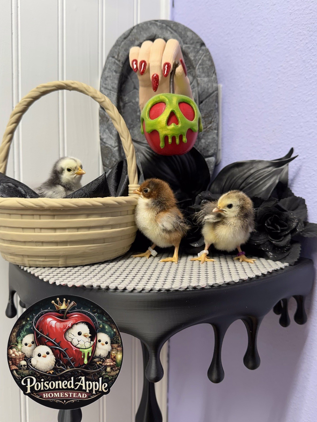 12+++ High Quality Fertile Serama Hatching Eggs Mixed Colors** Frizzle**Silkied*