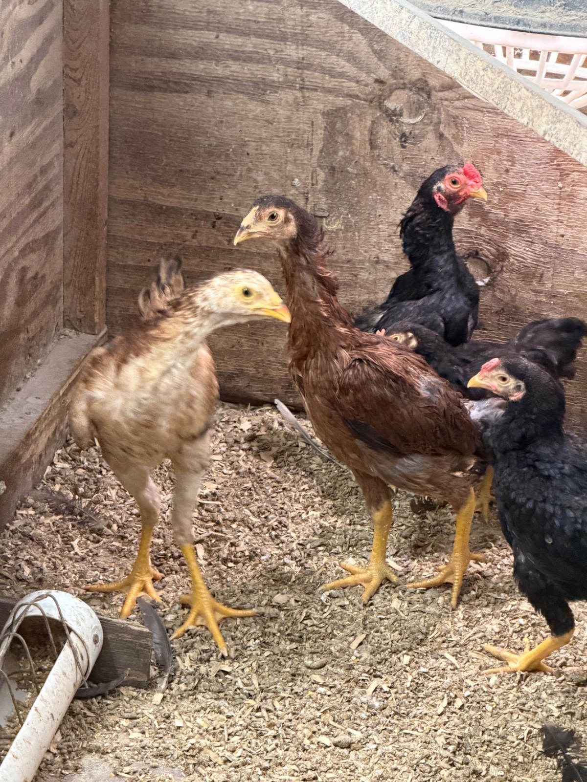 7 FRESH Indio Gigante Hatching Eggs shipped either USPS or 2 Day FedEx