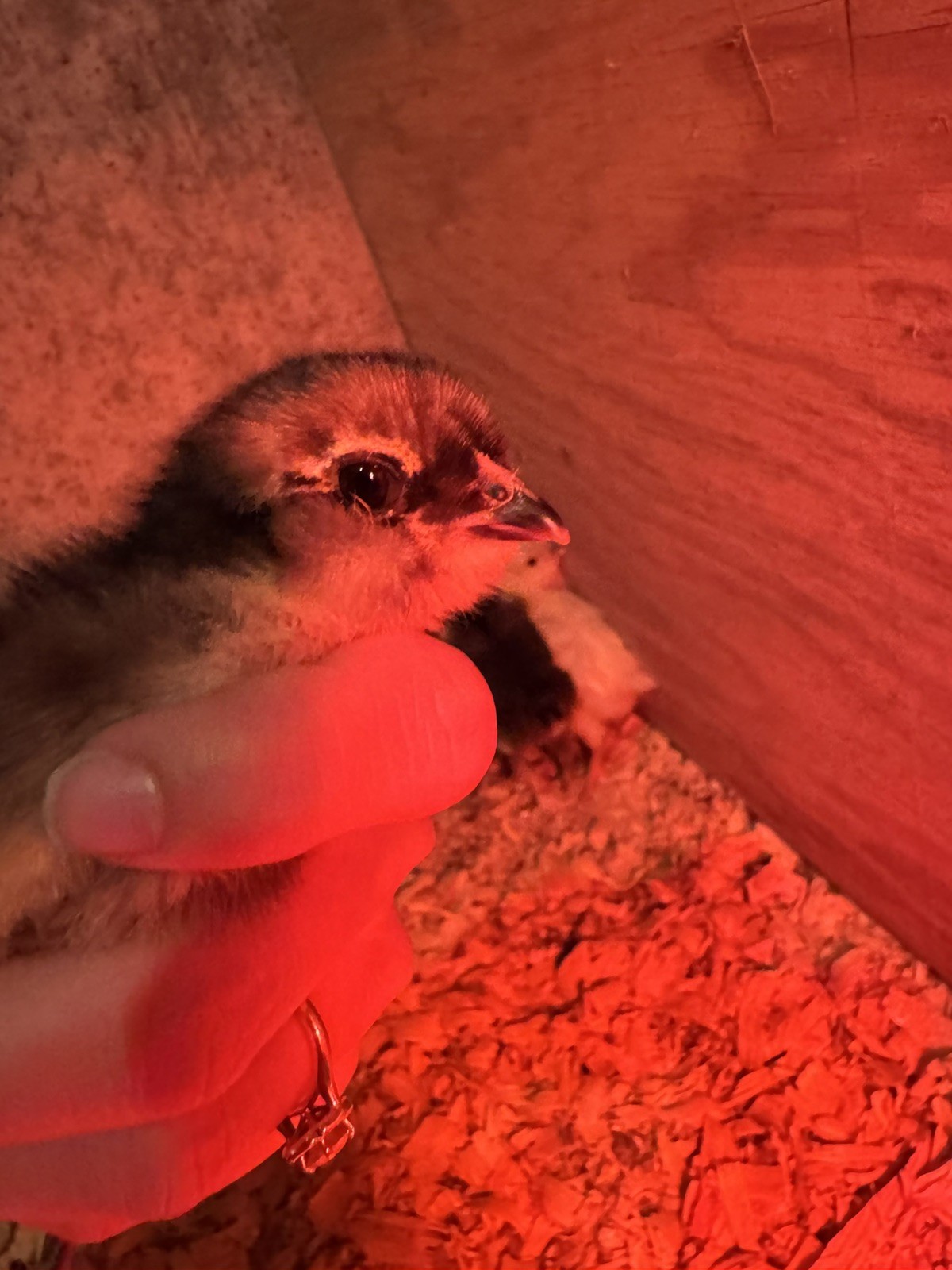 🌈 12 Rainbow Egger Hatching Eggs – Rare Breeds, Colorful Eggs + Chicks