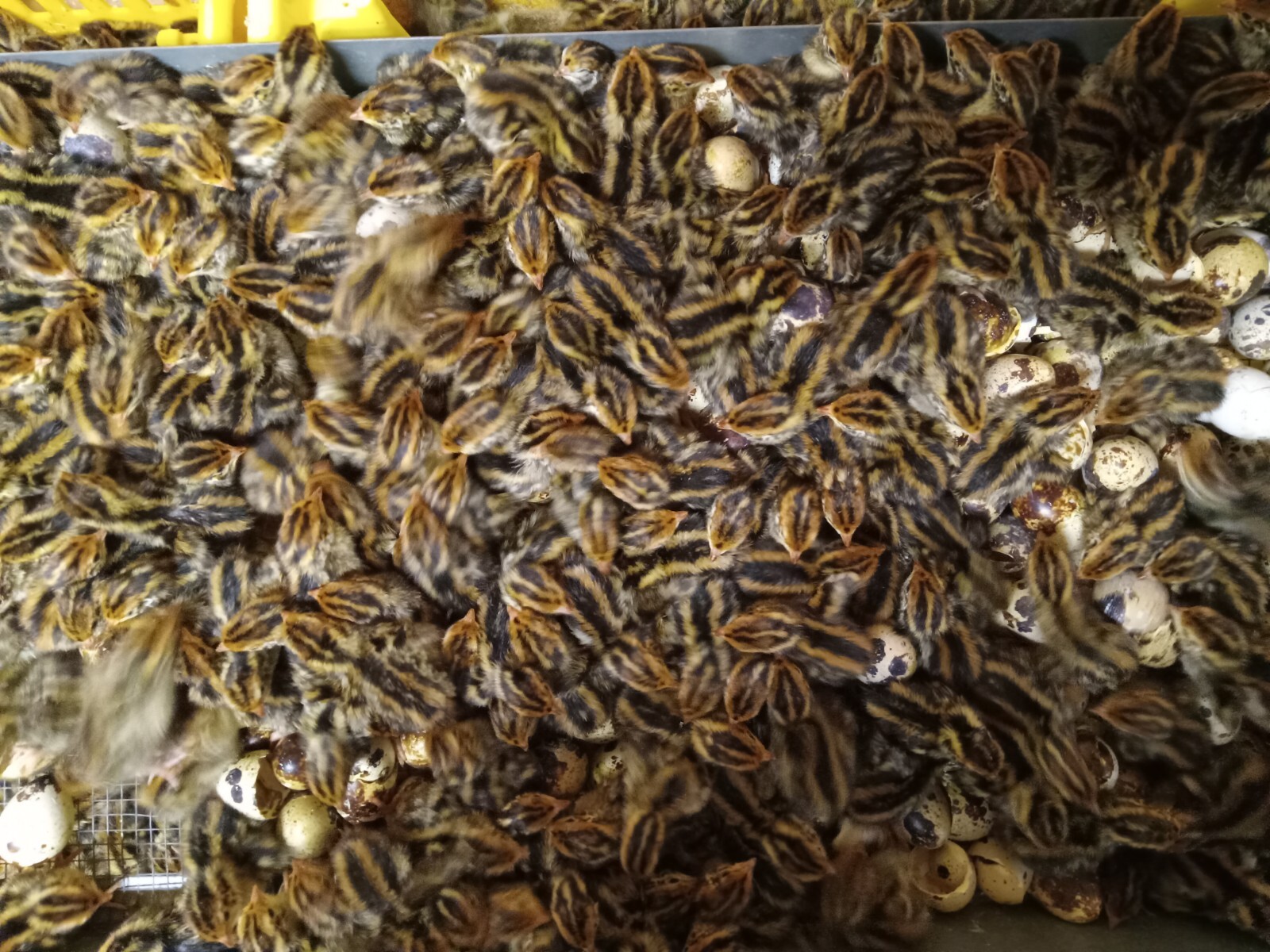 330+ KINGsBROWN XL. JUMBO brown coturnix quail hatching eggs,..