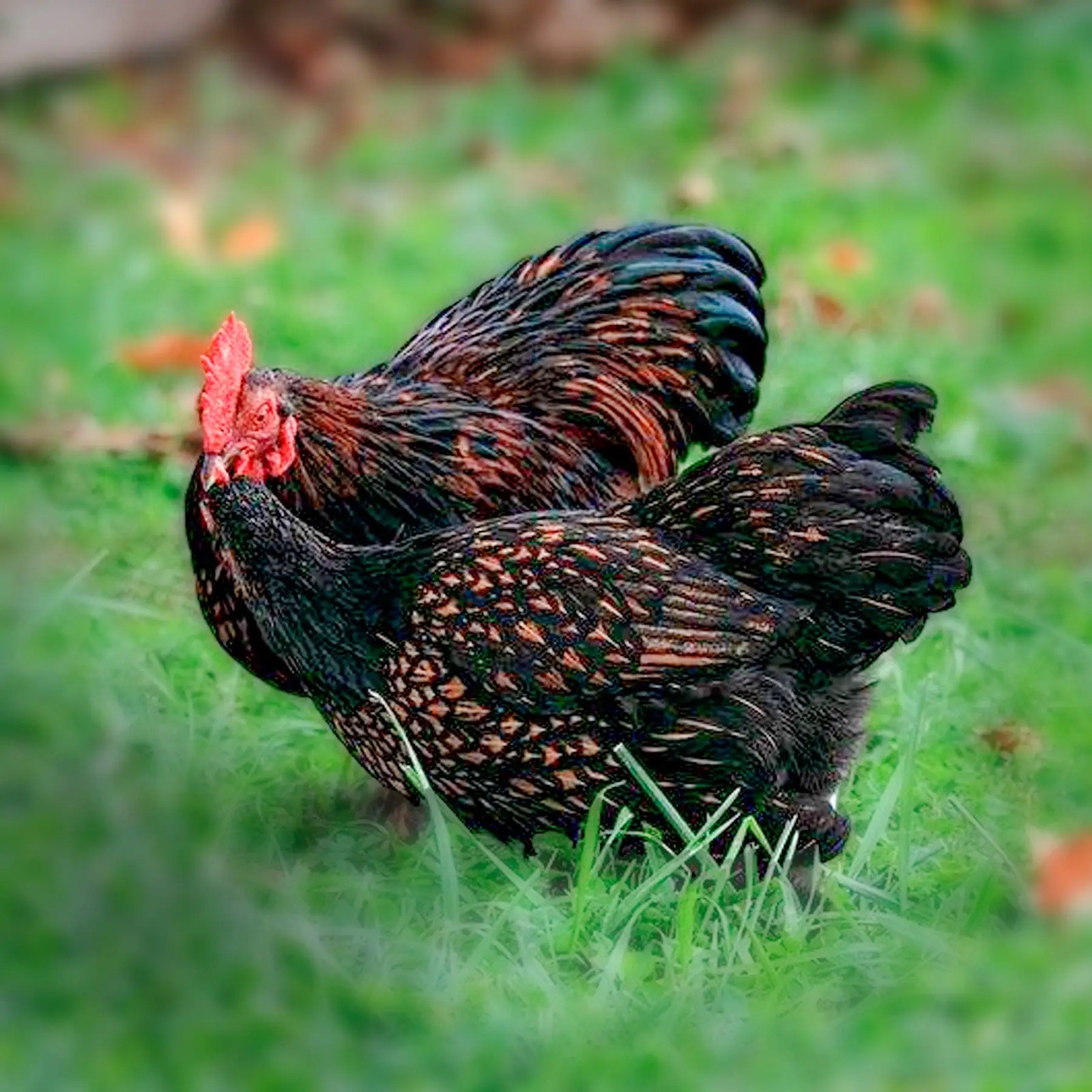6+ Rare Breed Chicken Fertile Hatching Eggs Silkies, Cochins, Ayem Cemani!