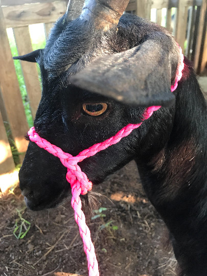 goat Halter sheep alpaca Halter Kelly green goat halter