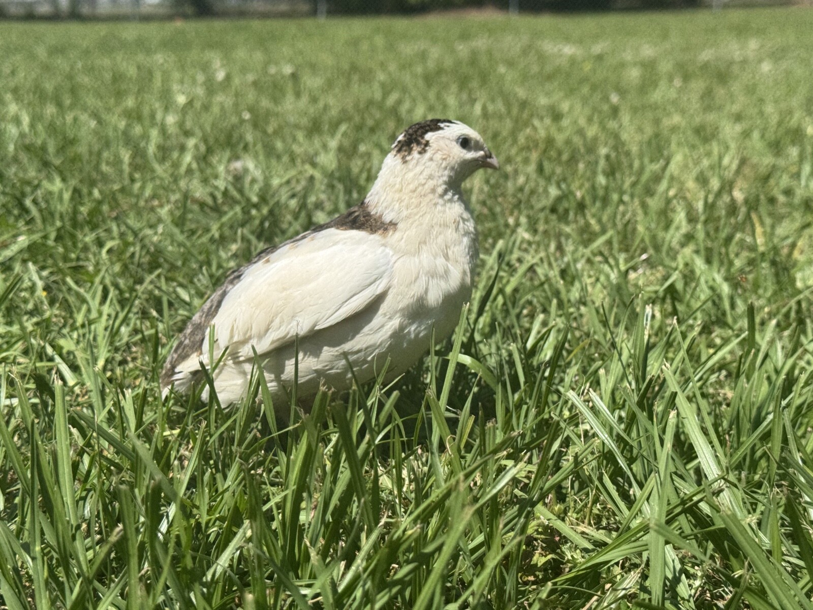 30+ RARE Celadon Coturnix Quail Hatching Eggs NPIP AI Free