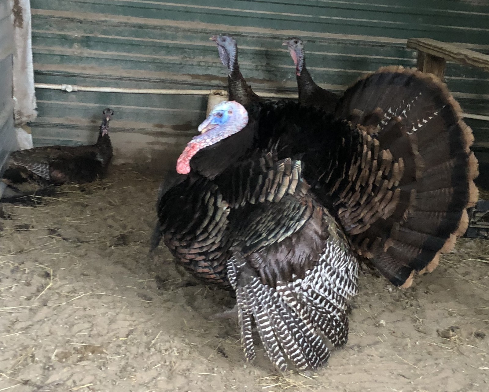 Osceola Hybrid Turkey Hatching Eggs (One Dozen)