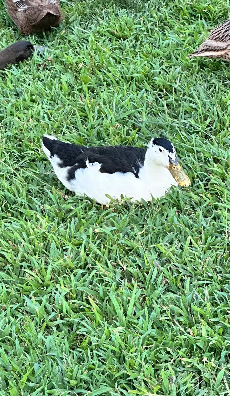 12+ Assorted Duck Fertile Hatching Eggs – Cayuga, Blue Sweddish, Acona, Magpie