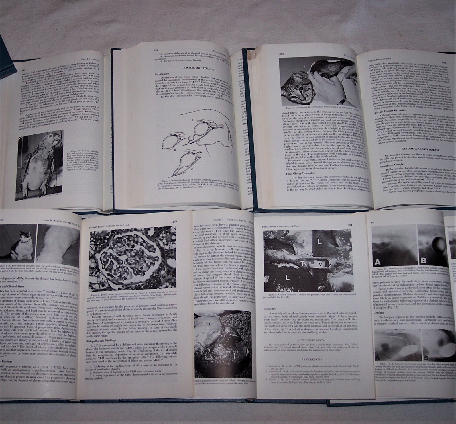 Veterinary Clinics of America Book G4 LOT of 6 Small Animal 1984 As-Is Sale READ