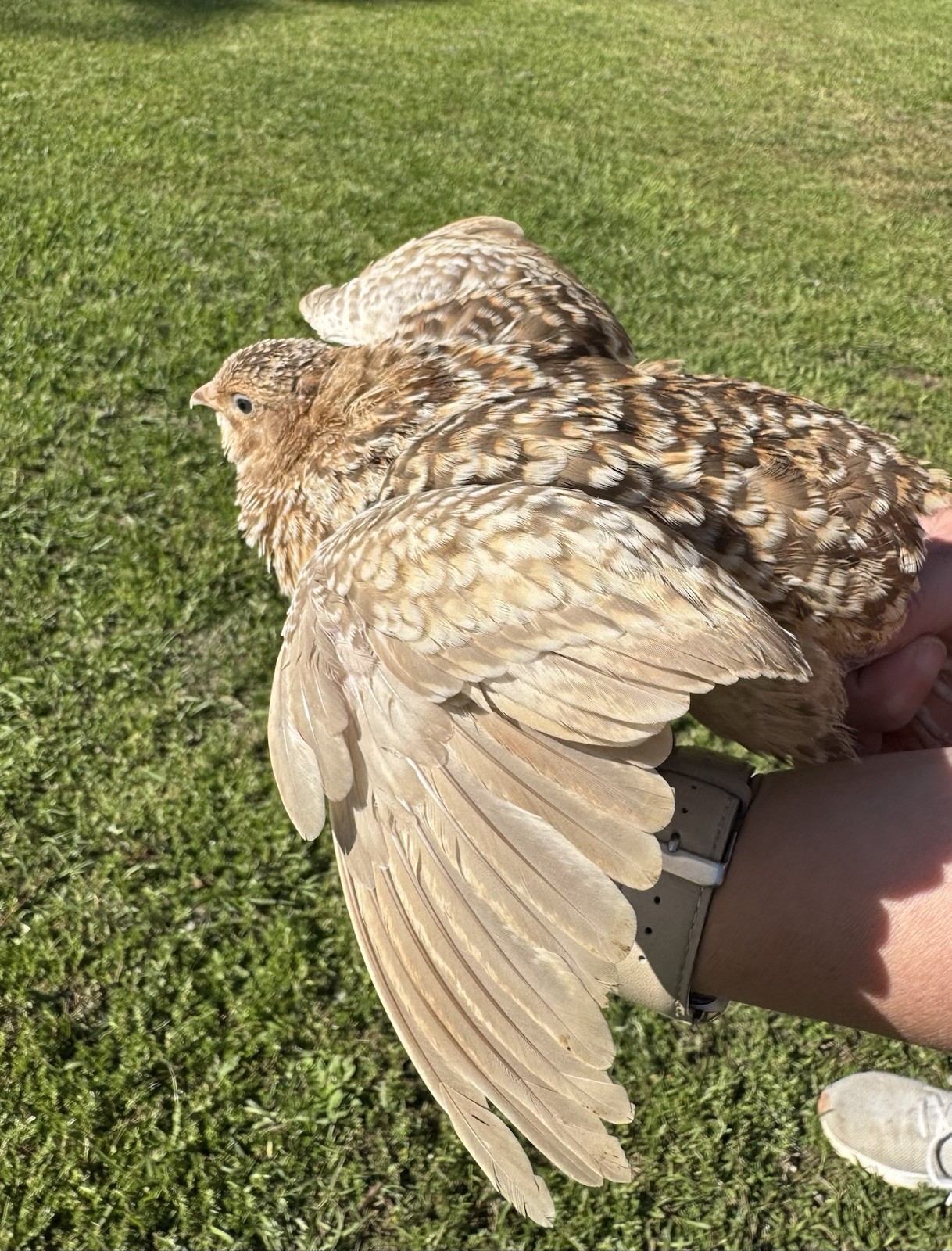 15+ RARE COLORS Coturnix Quail Hatching Eggs NPIP AI Free