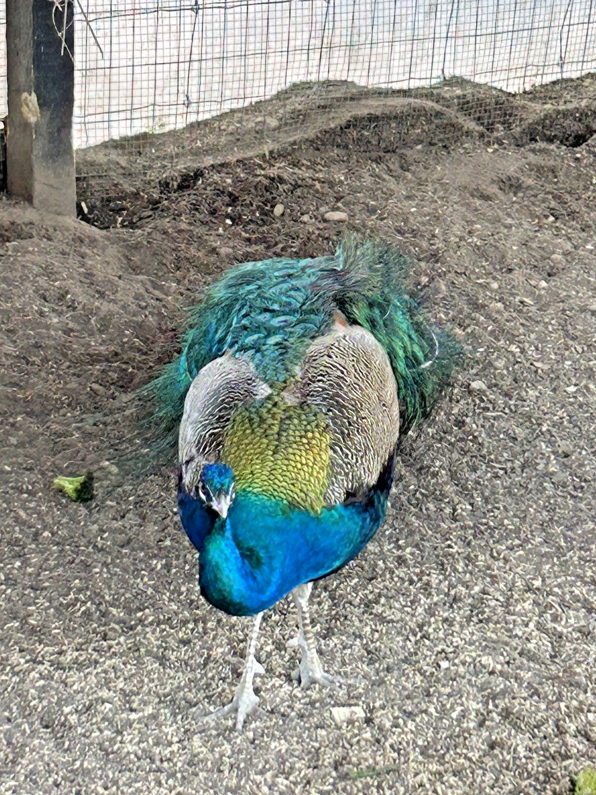 PRE SALE 4 Mixed PEACOCK Hatching Eggs, Ready to Ship IN 7-14 DAYS