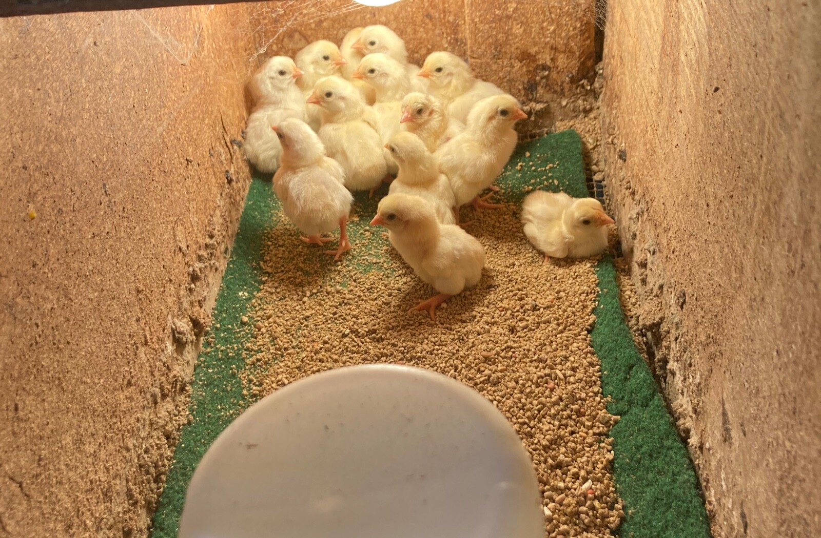7 KO SHAMO BANTAM EGGS VERY FRESH SUPERB QUALITY these will Ship 2 day FedEx