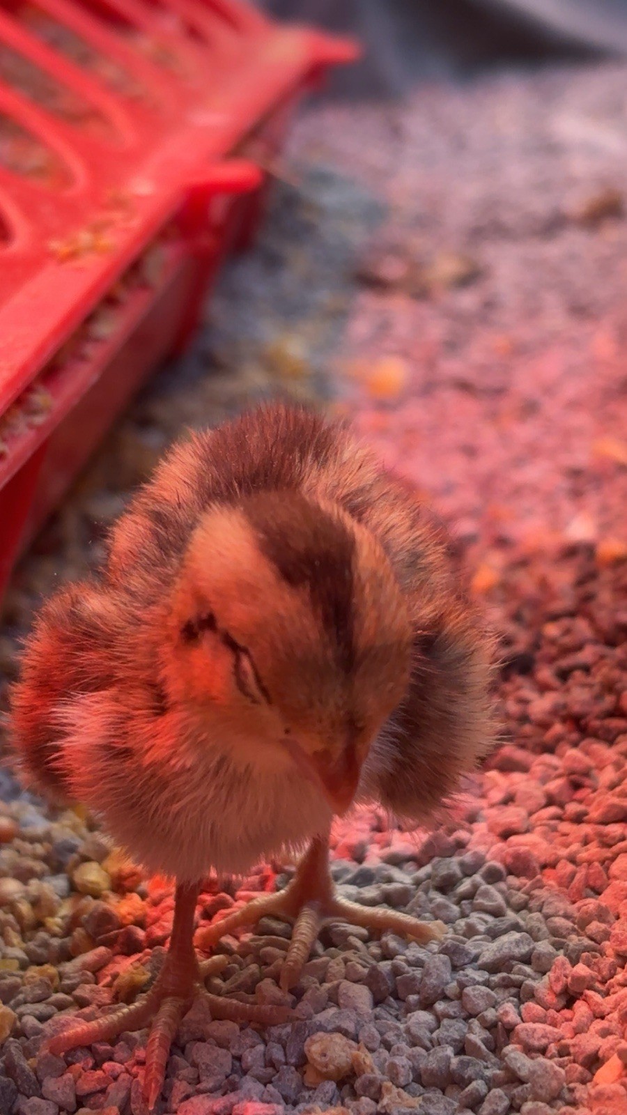 24+ Mixed Bobwhite Hatching Eggs