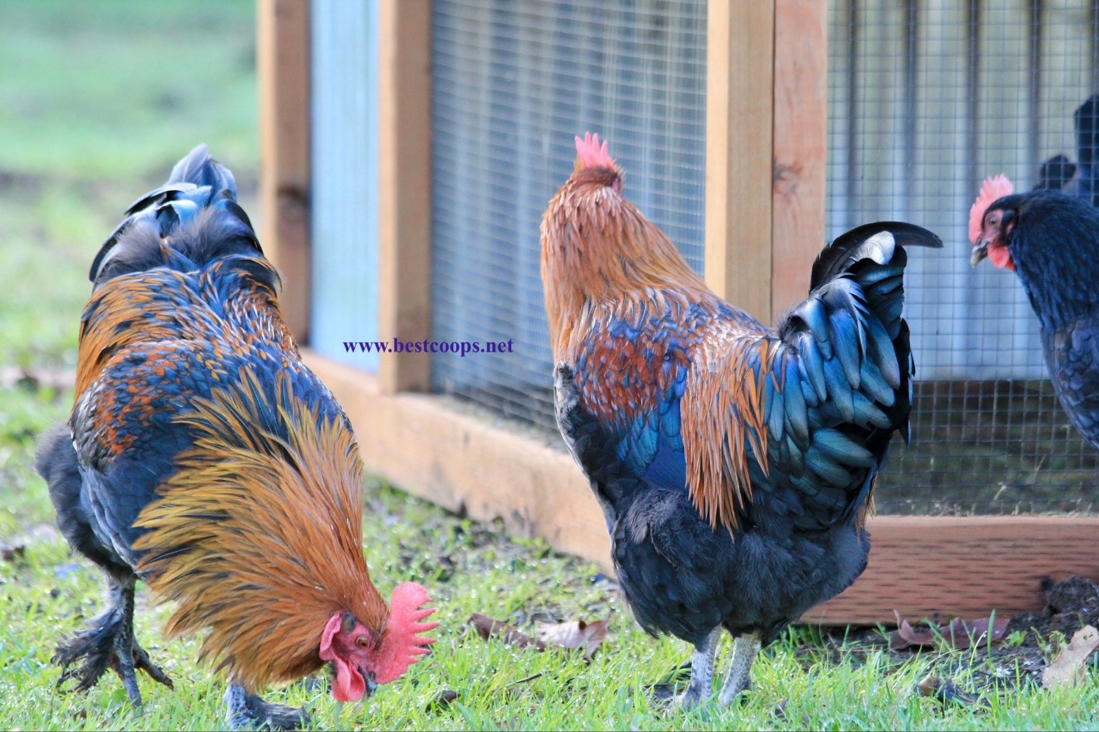 10+ Fertile Black Copper Marans Chicken Hatching Eggs