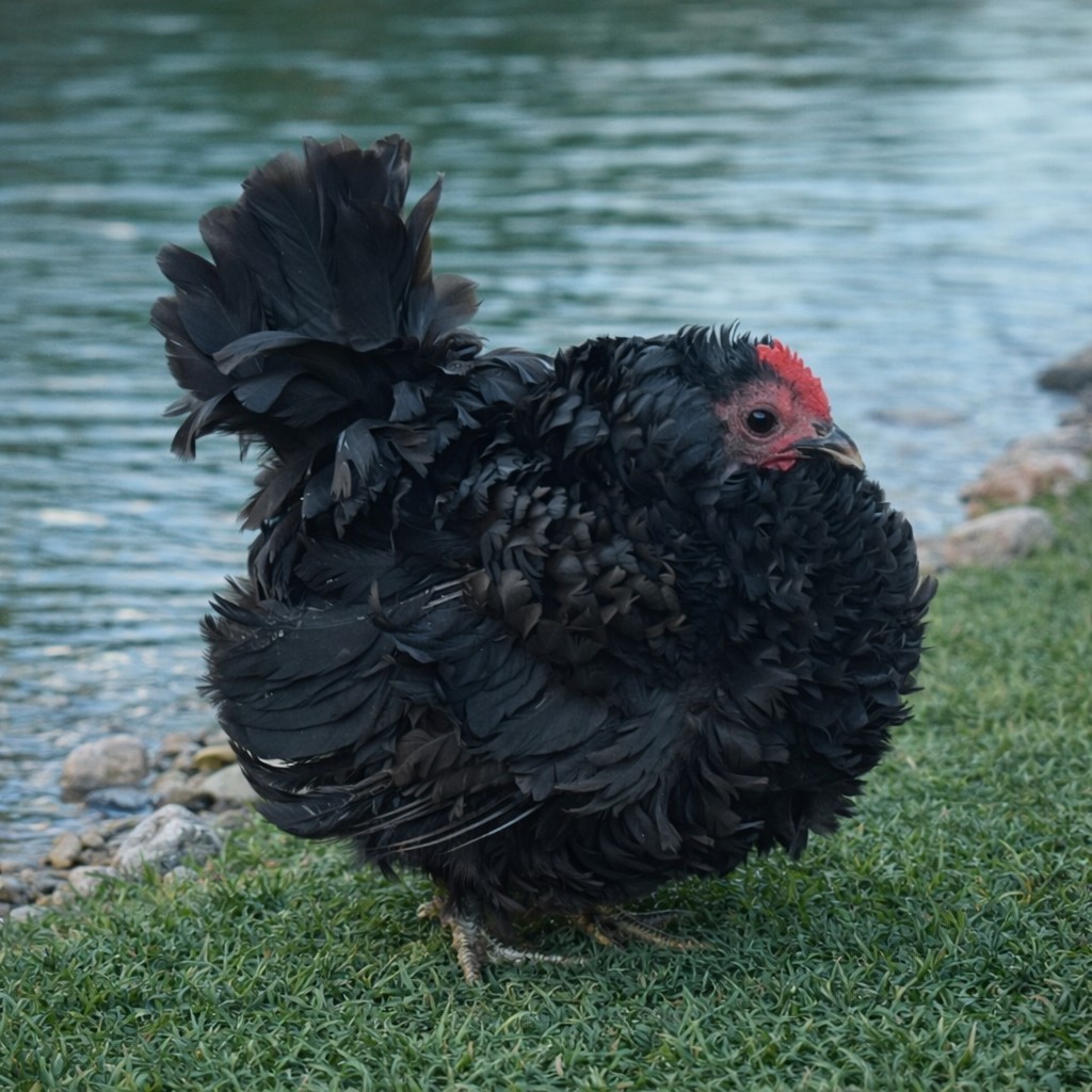 2+1 Micro & Size A & B 100% Pure Serama Hatching Eggs Malaysian And Traditional