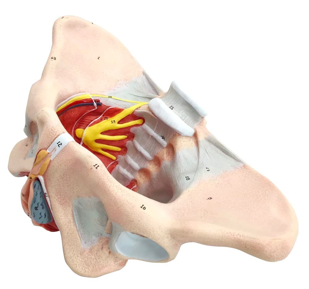 Female Pelvis Model with Pelvic Floor Muscles Perineal Model All in One Femal…