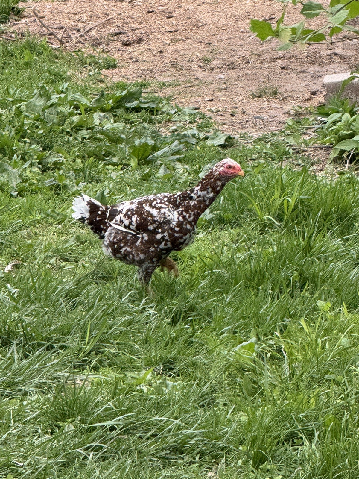 🌈 12 Rainbow Egger Hatching Eggs – Rare Breeds, Colorful Eggs + Chicks