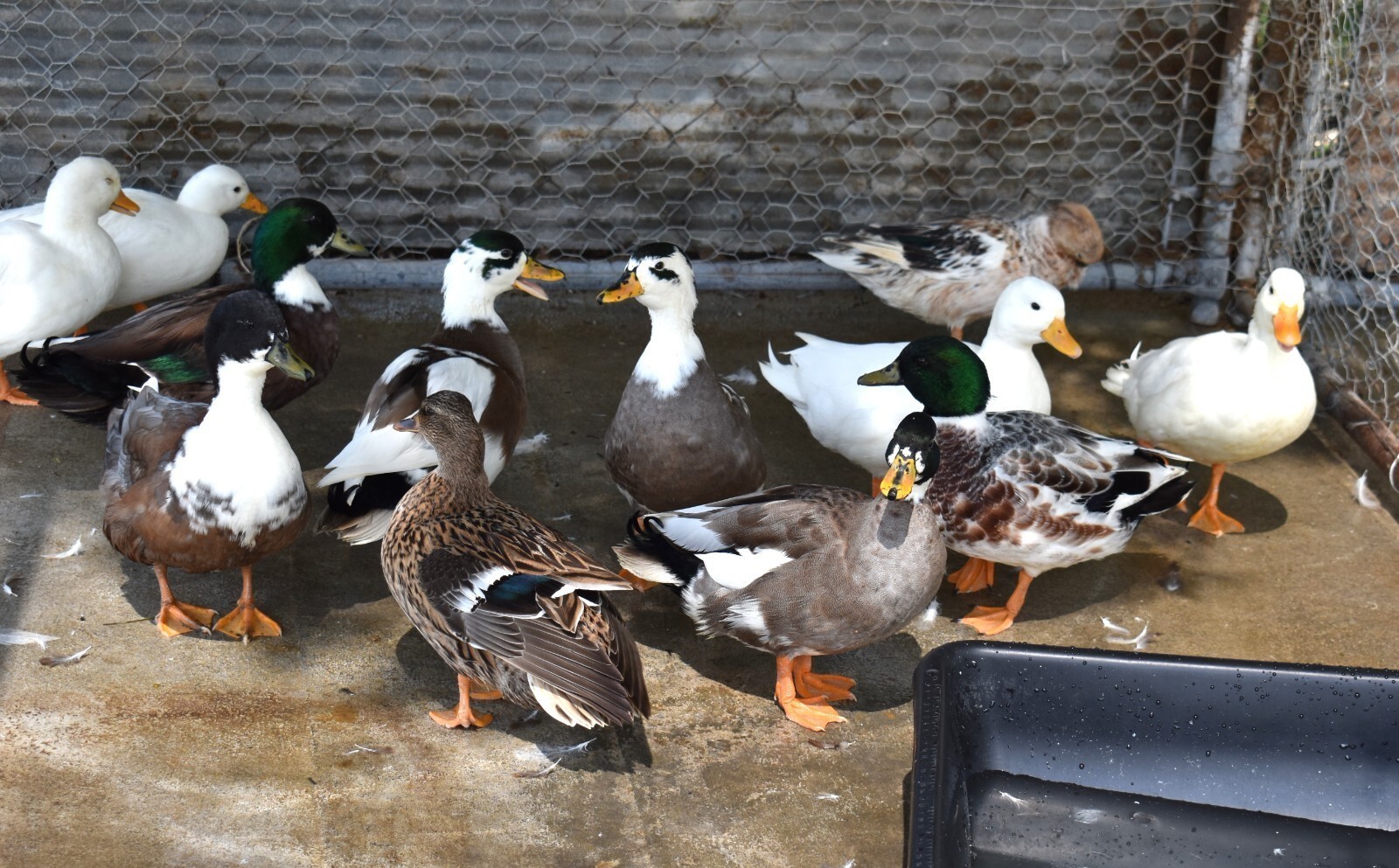 Call Duck Hatching Eggs buying 6 plus 1 free extras Variety of Colors MINI DUCKS