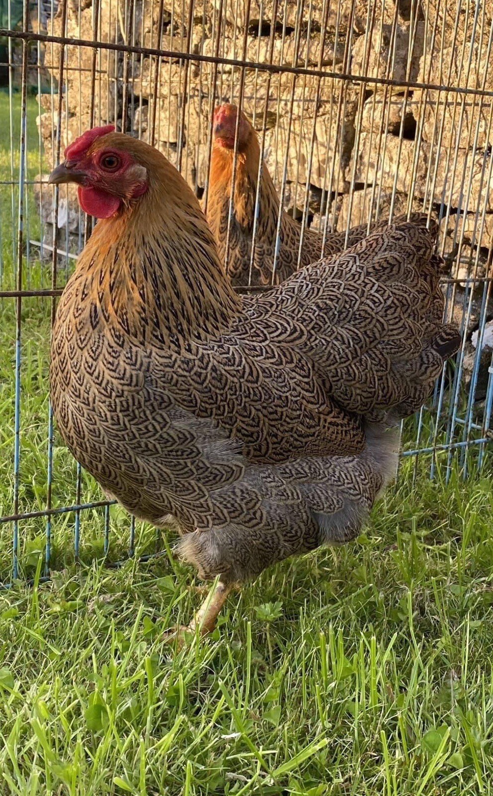 10+ Rare Breed Chicken Fertile Hatching Eggs Orpington, Cochin, Sweddish Flower