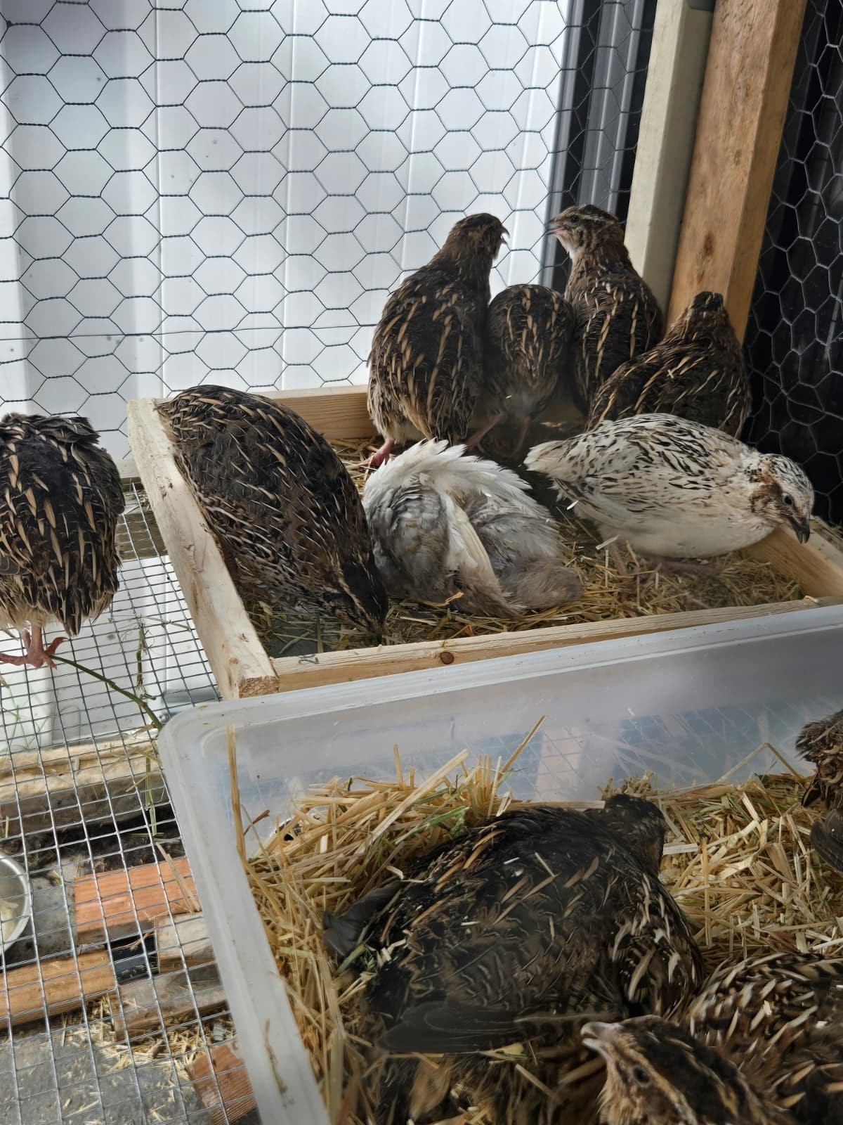 54 Eggs,Live Quail Chicks Mixed Colors – Quail Poultry Type, Live Bird,