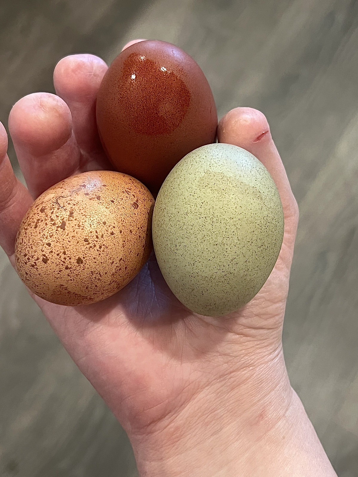 🐣✨ 12 Rainbow chicken hatching eggs| Healthy Flock – NOT Barnyard Mix🐣✨