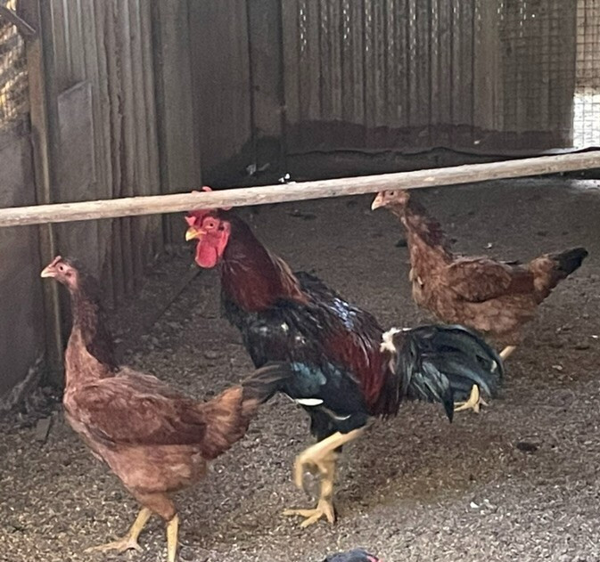 7 FRESH Indio Gigante Hatching Eggs shipped either USPS or 2 Day FedEx