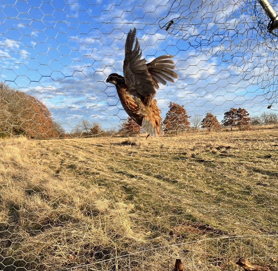 60+ Northern Bobwhite Quail Hatching Eggs! NPIP Certified- AI clean. $60.00
