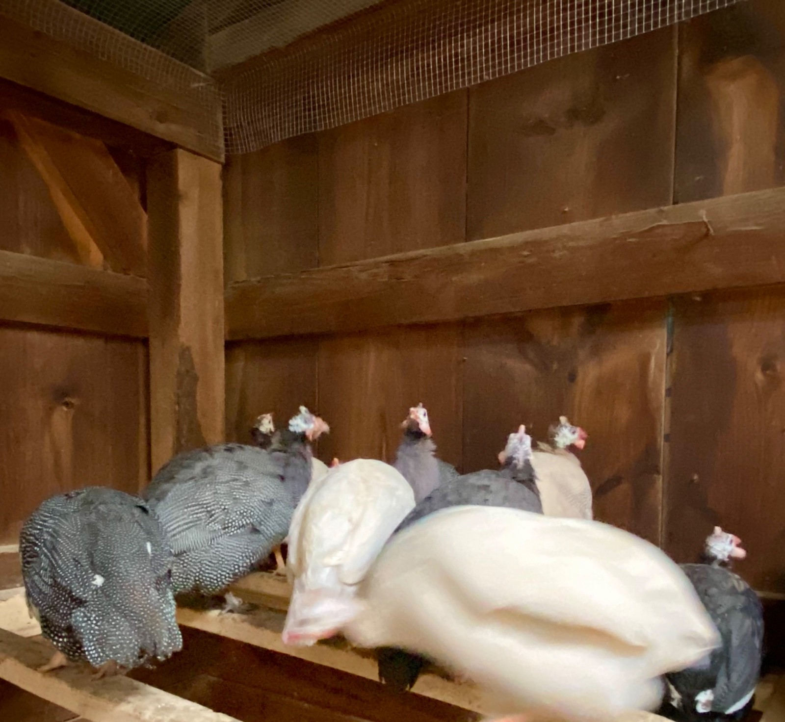 6 Fertile Guinea Fowl Hatching Eggs, Mixed Barnyard Flock, Beautiful Colors!