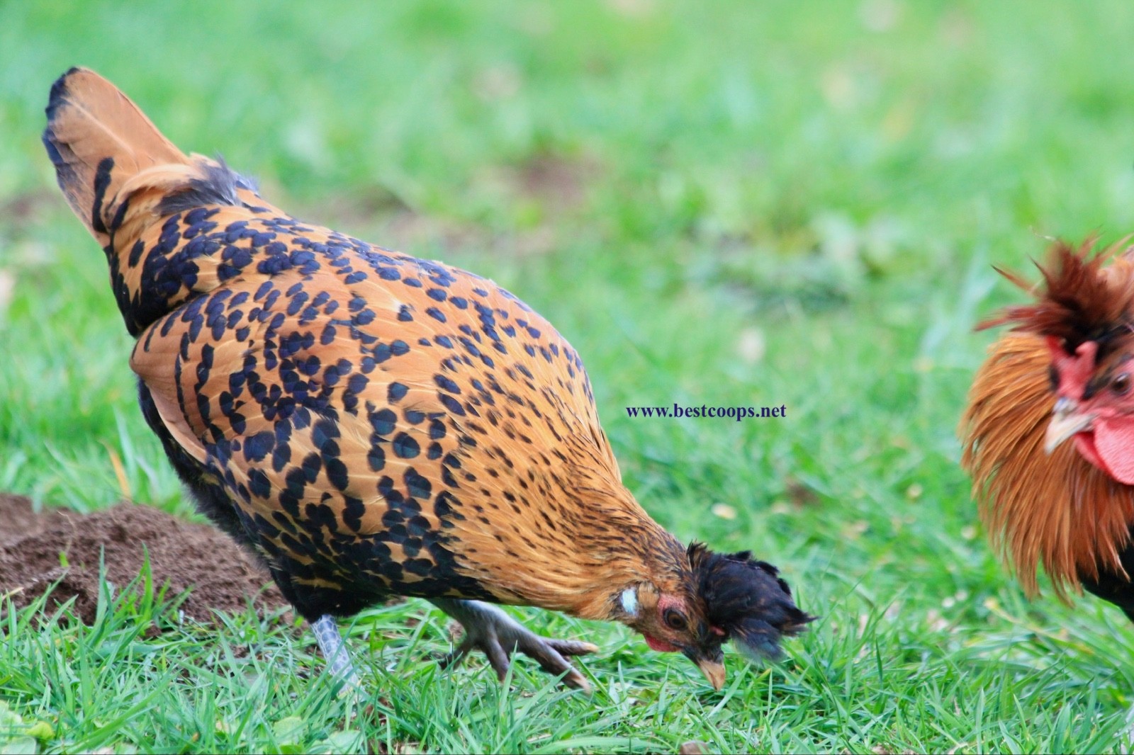10+ Gold Appenzeller Chicken Hatching Eggs
