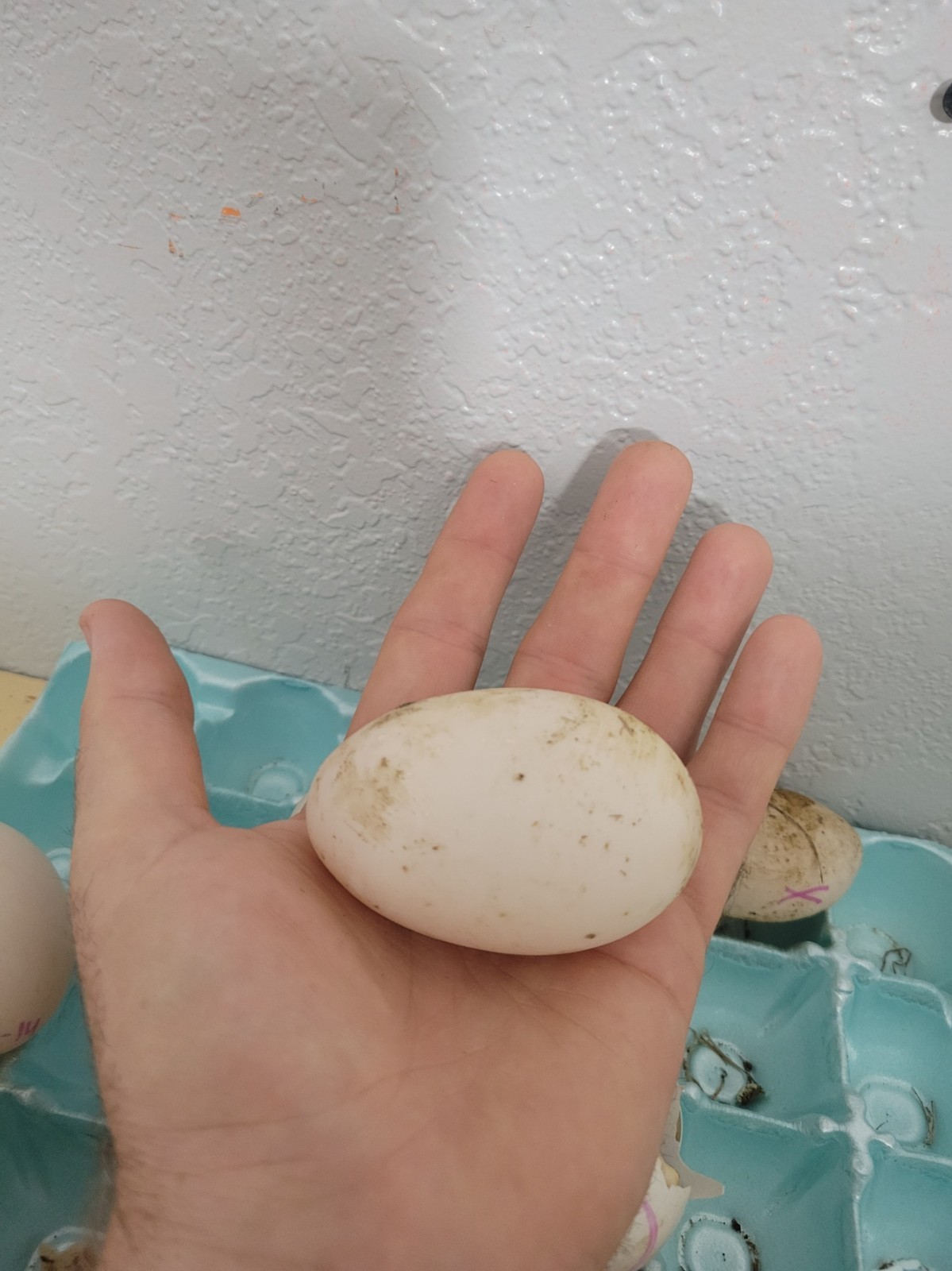 12 Fertile Jumbo Pekin Duck Hatching Eggs, Free Range, All Natural