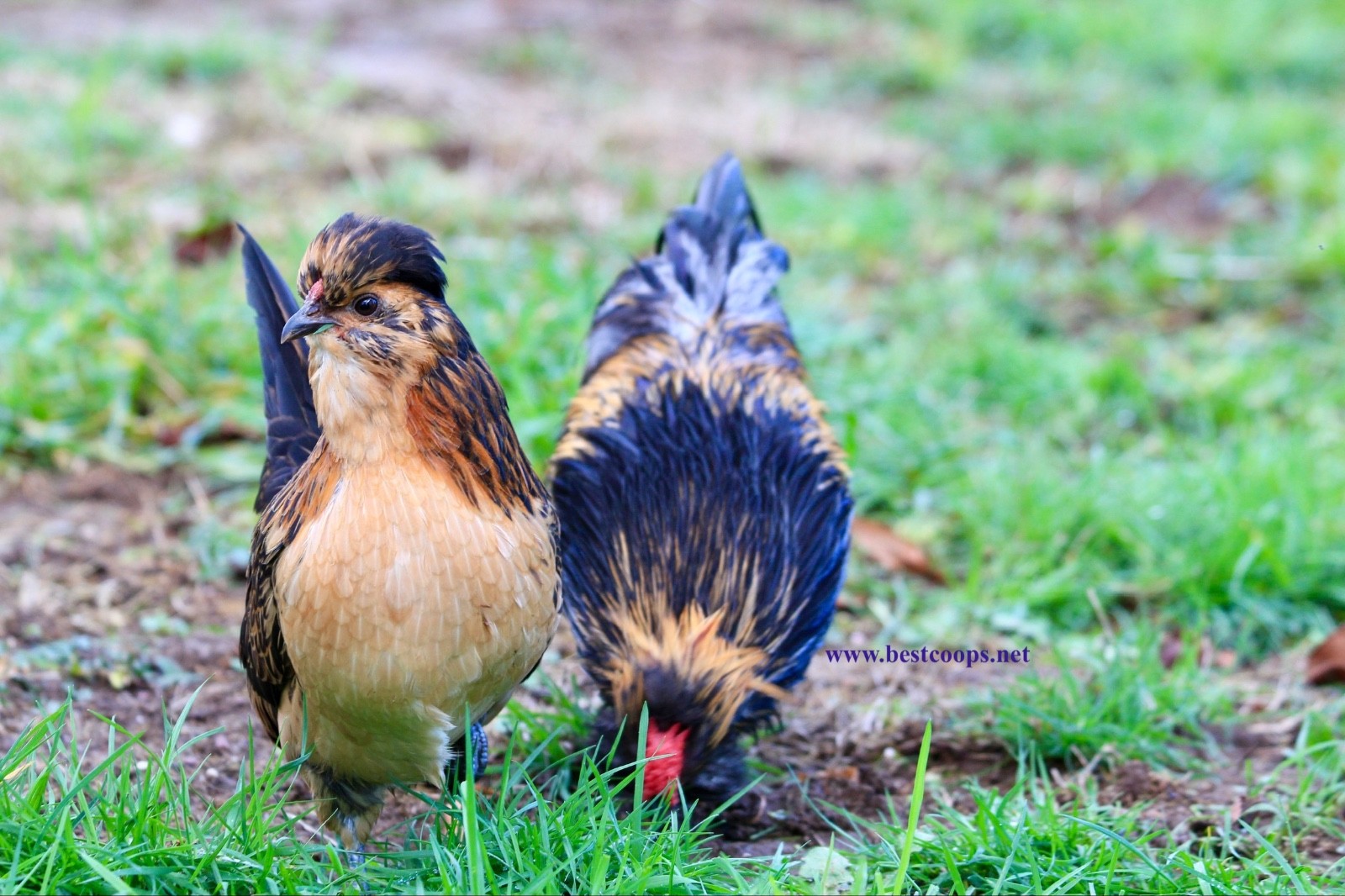 6+ Fertile Barbu De Watermael Chicken Hatching Eggs