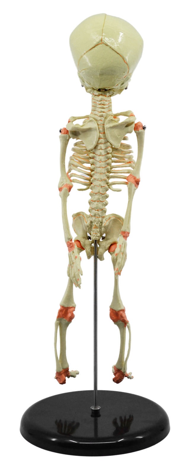 Eisco Labs Infant Fetus Skeleton Model, Mini Size