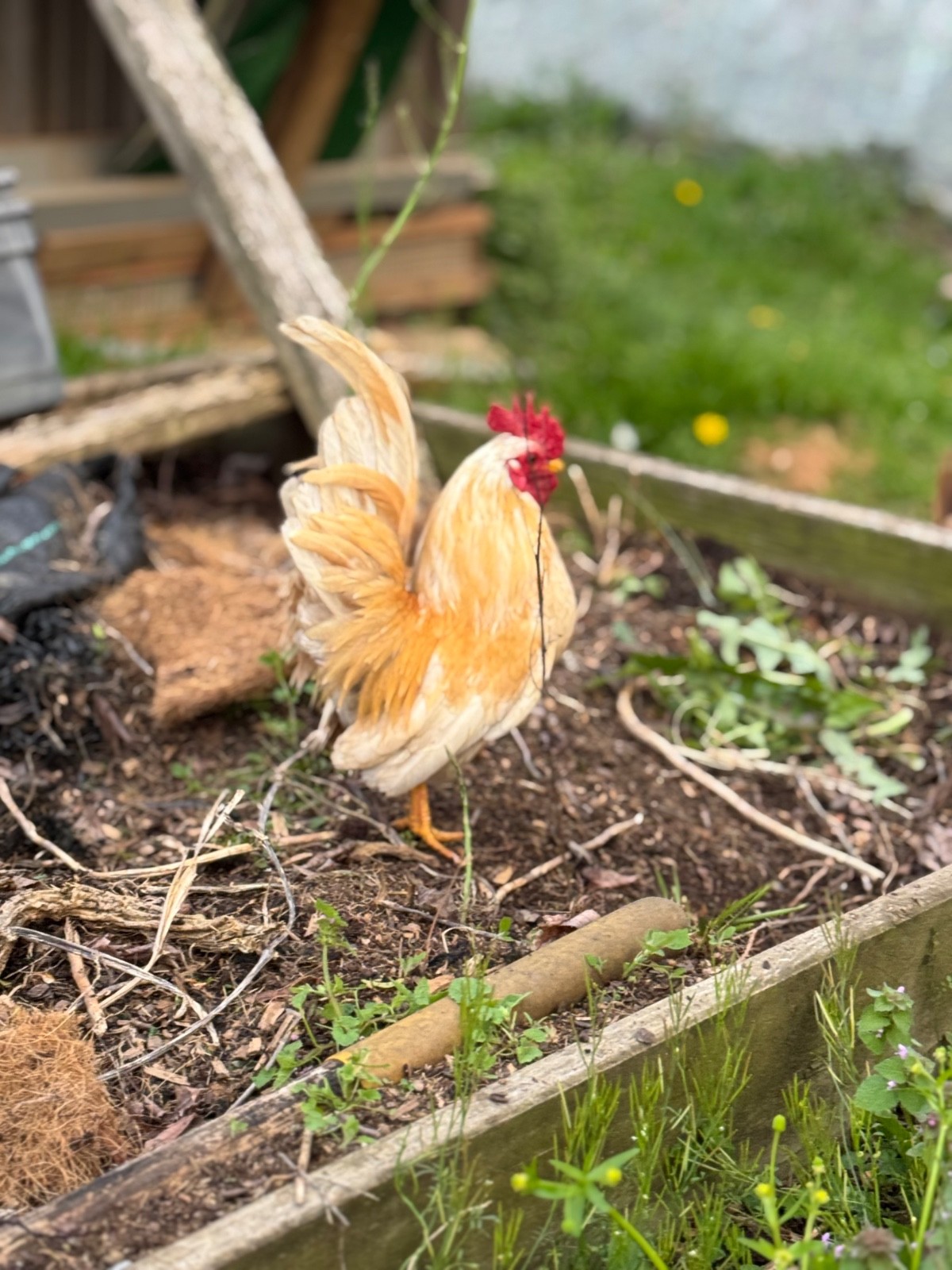 6 + small Show Quality Serama chicken Hatching Eggs
