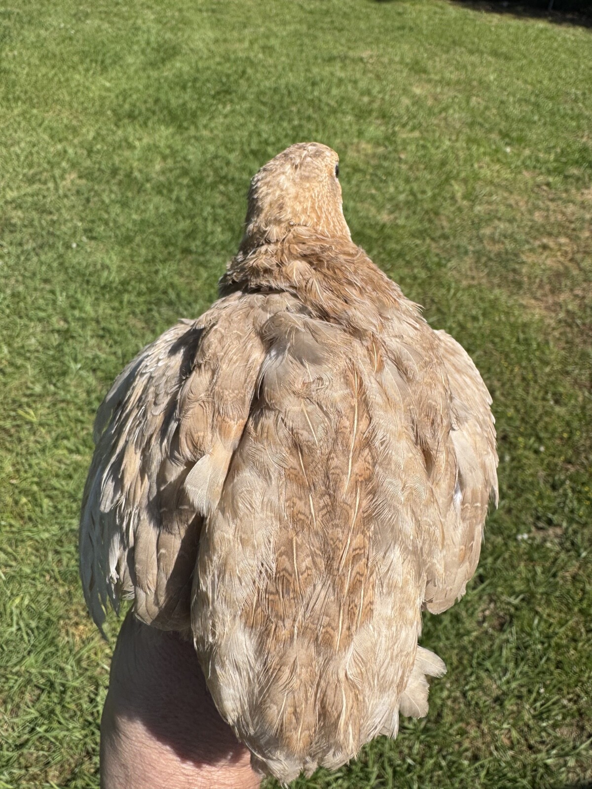 30+ RARE Celadon Coturnix Quail Hatching Eggs NPIP AI Free