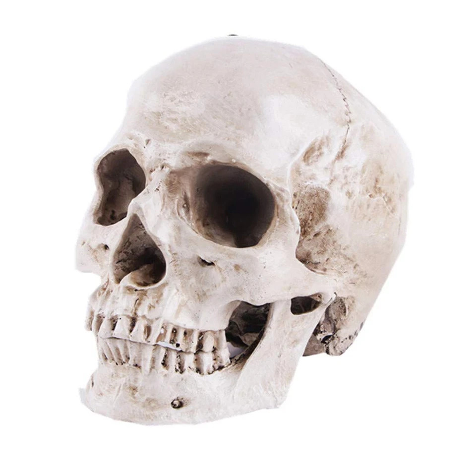 JOONOR Resin Medical Anatomical Human Skull Model – Life Size Replica White