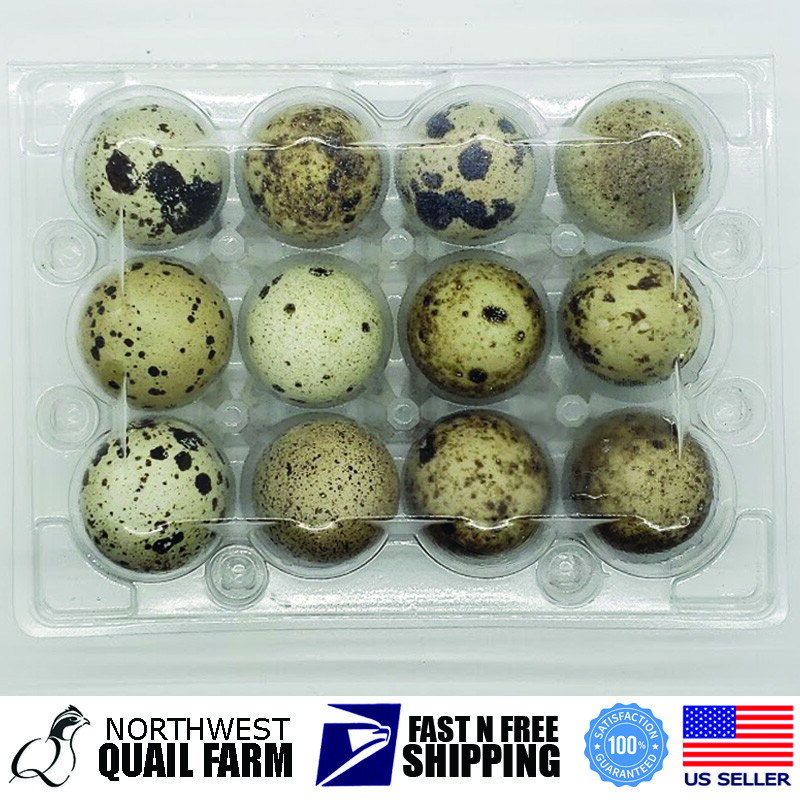Jumbo Quail Egg Cartons 12 Cell (3×4) 250pcs – Secure Snap Close, Fast Shipping