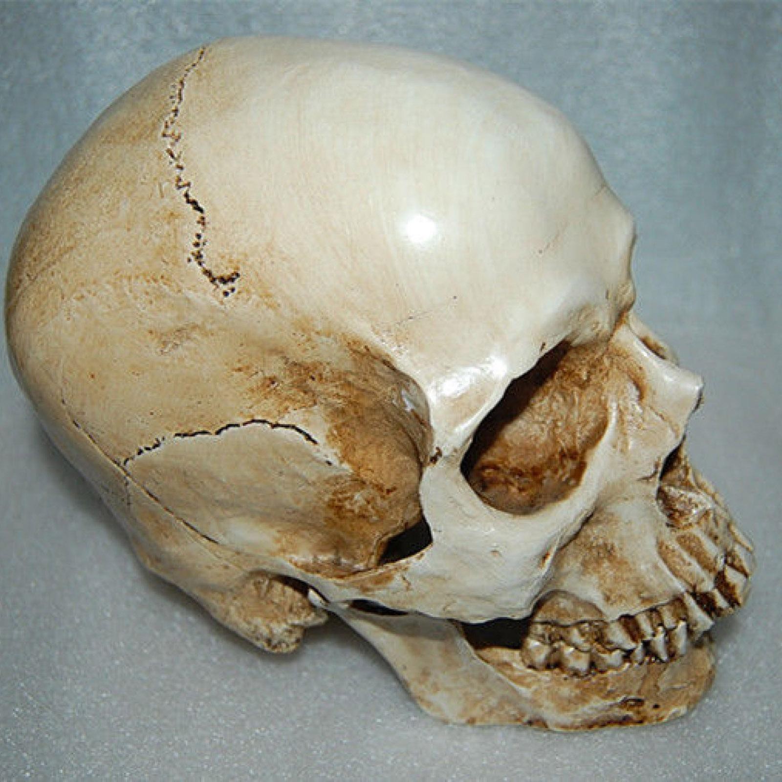 Resin Replica 1:1 Life Human Anatomy Skull Collectable Bar Decoration Teaching