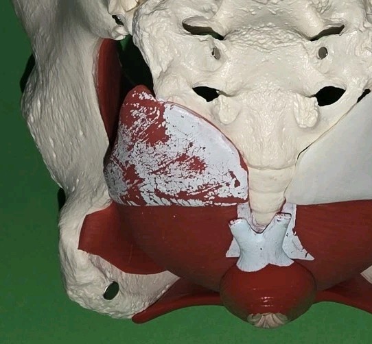 Female Pelvis Model Skeleton Medical Model for Display Midwife in Obstetrics