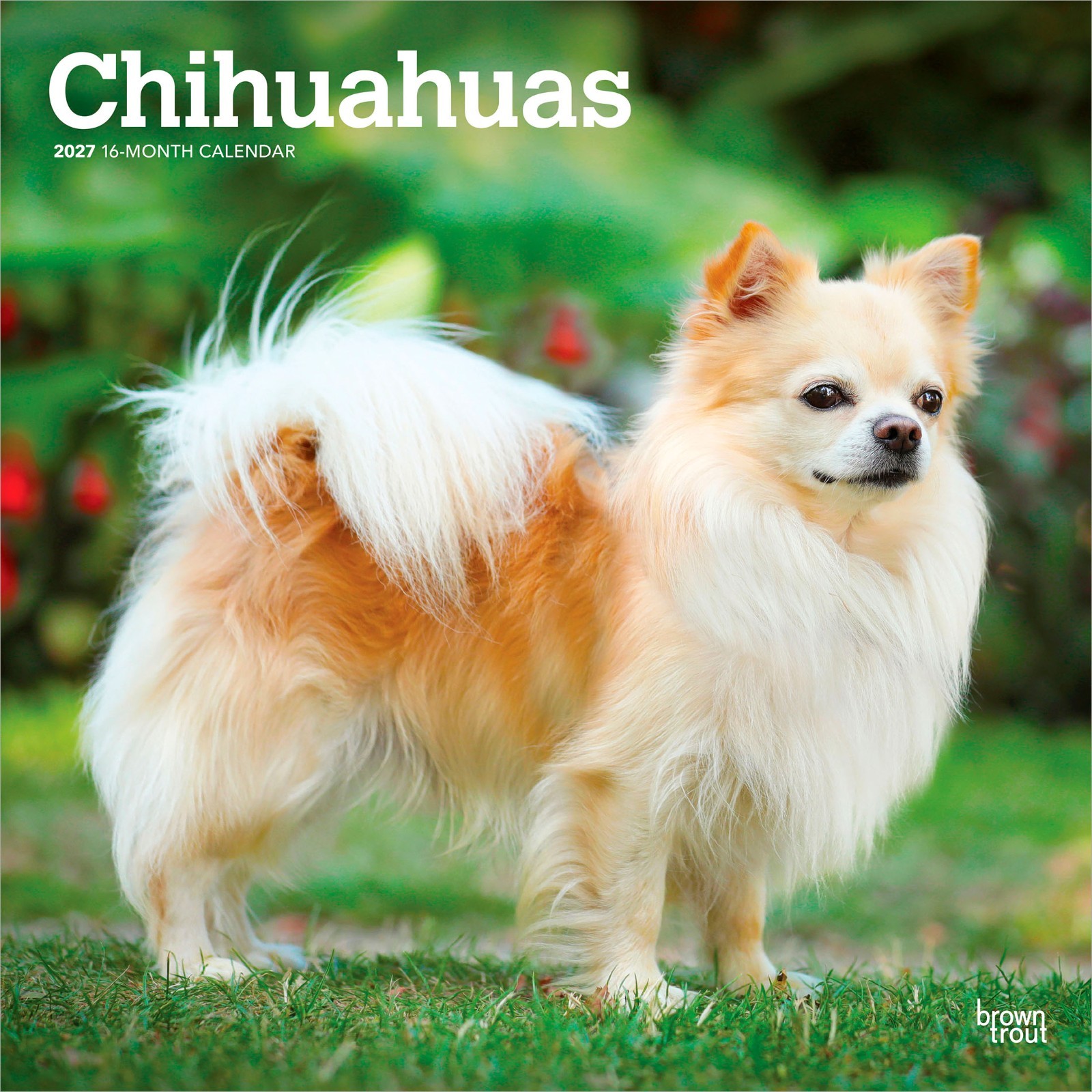 Chihuahuas | 2027 12×24″ (Hanging) Monthly Wall Calendar | Plastic-Free