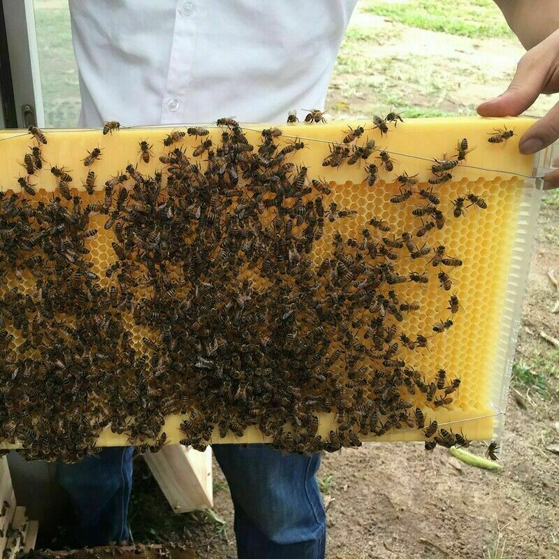 7ps Upgraded Auto Flowing Honey Beekeeping Beehive Frame Bee Comb Hive Foodgrade
